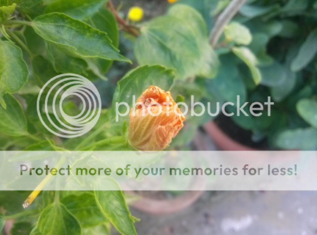 Why my Hibiscus not blooming? Pakistan Gardening Forum